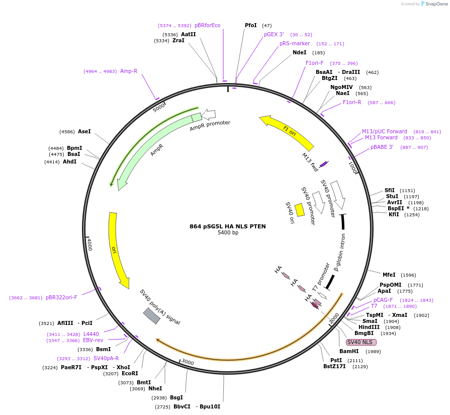 10933-plasmid-map-sequence-id-139204