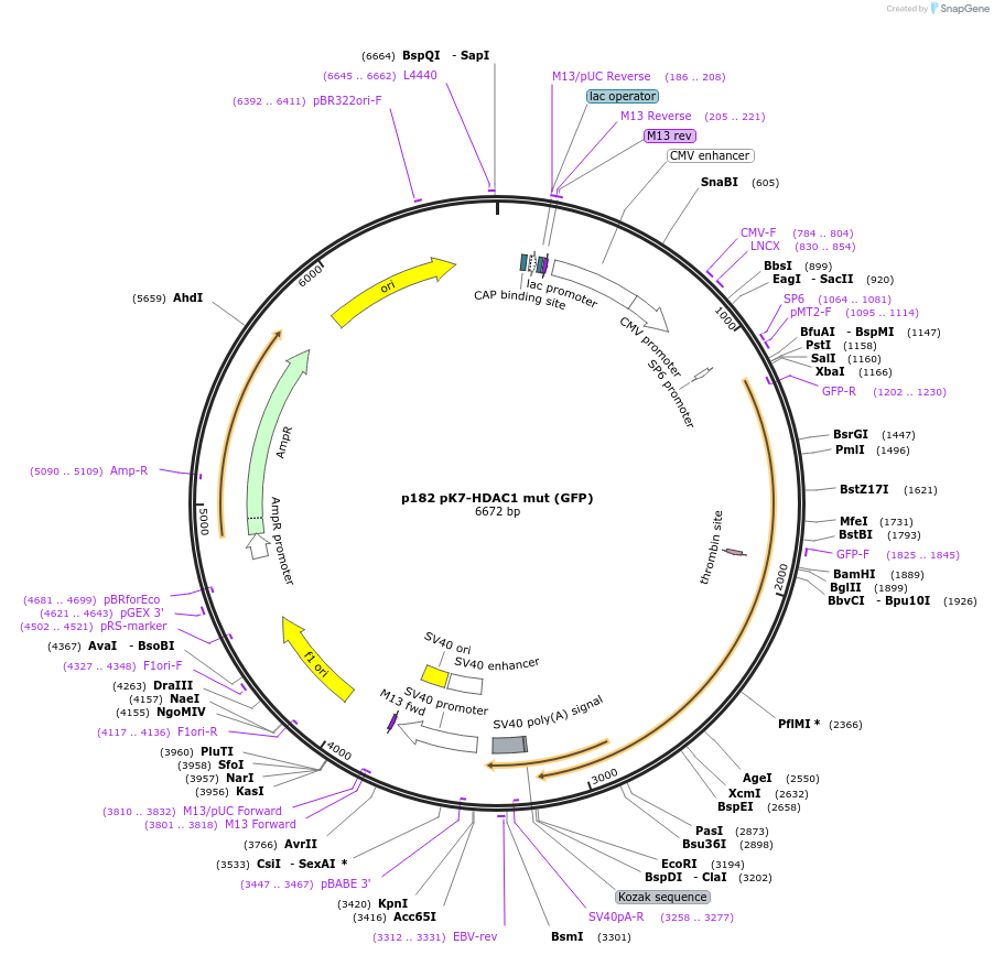 11055-plasmid-map-sequence-id-139213