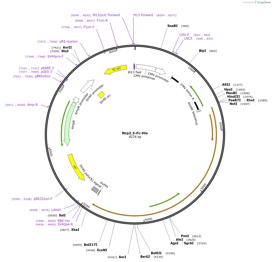 72100-plasmid-map-sequence-id-139226