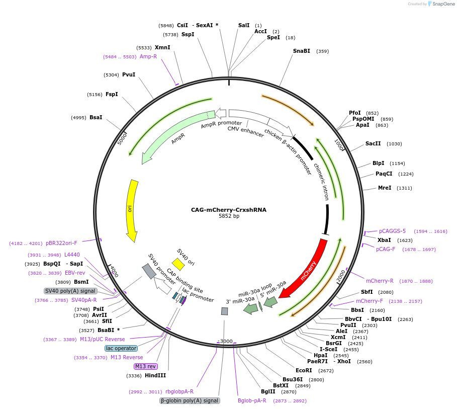 73987-plasmid-map-sequence-id-139261