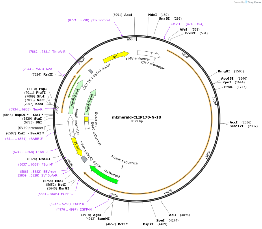 54044-plasmid-map-sequence-id-139284
