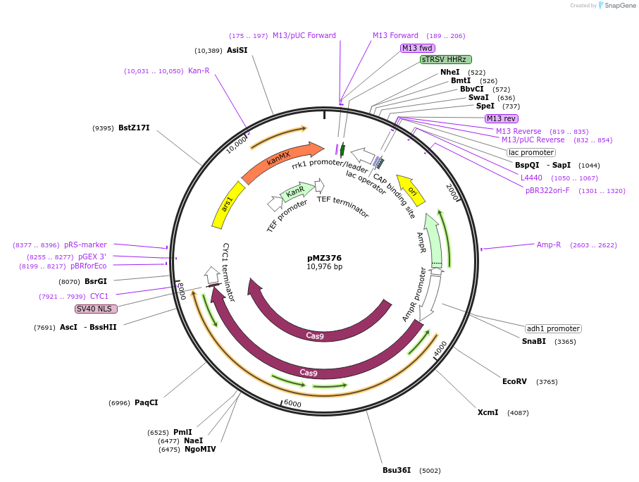 74213-plasmid-map-sequence-id-139302