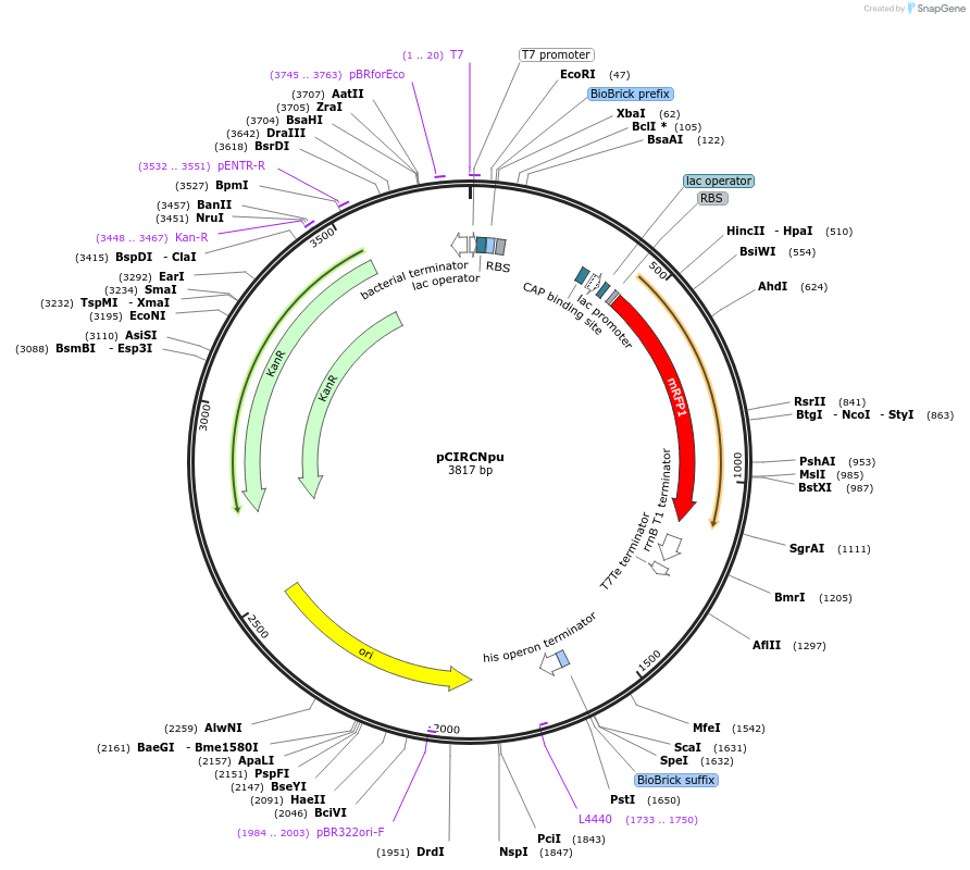 74226-plasmid-map-sequence-id-139434