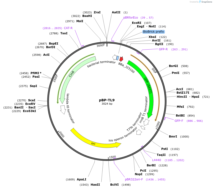 74098-plasmid-map-sequence-id-139439