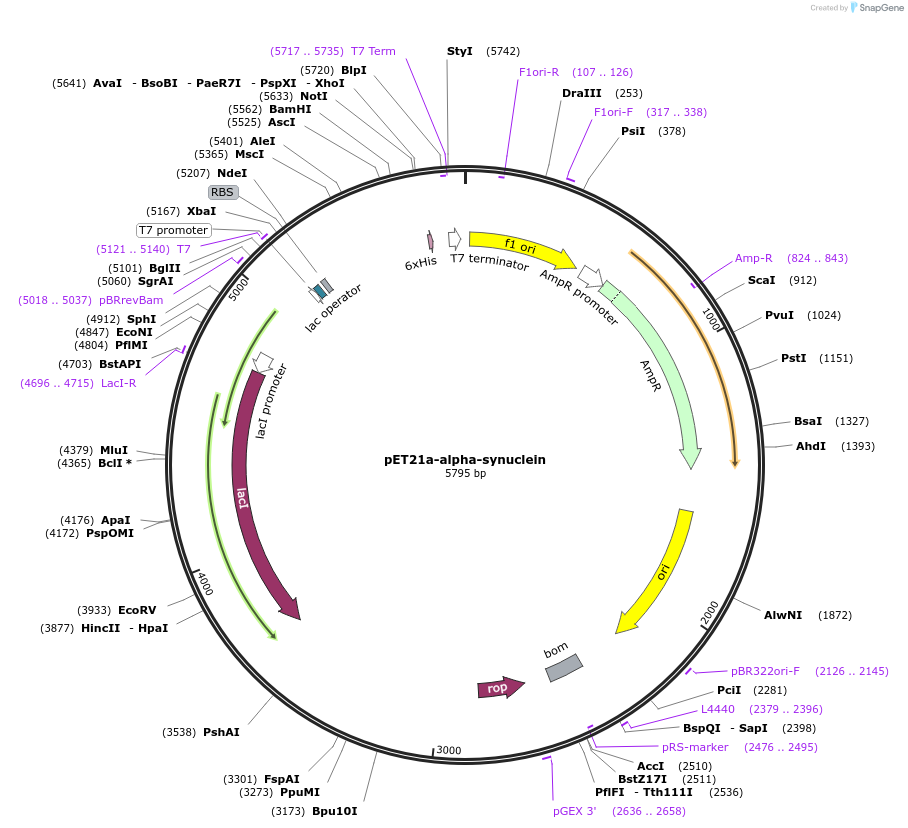 51486-plasmid-map-sequence-id-139447