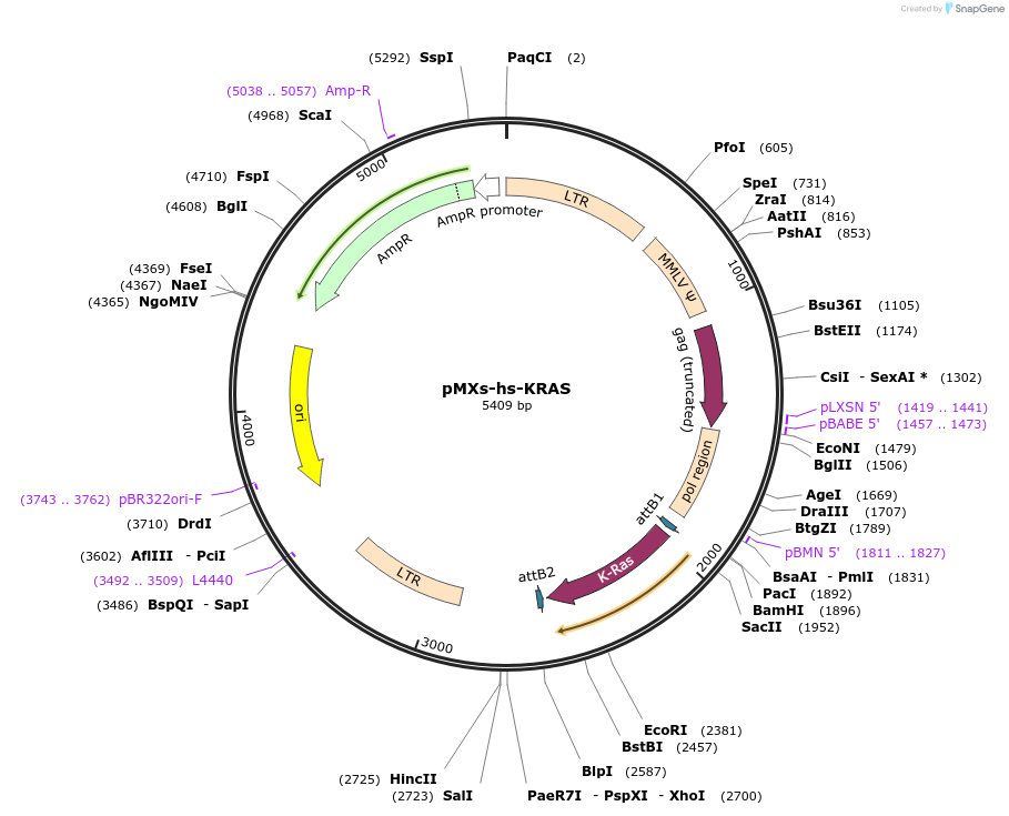 52729-plasmid-map-sequence-id-139449