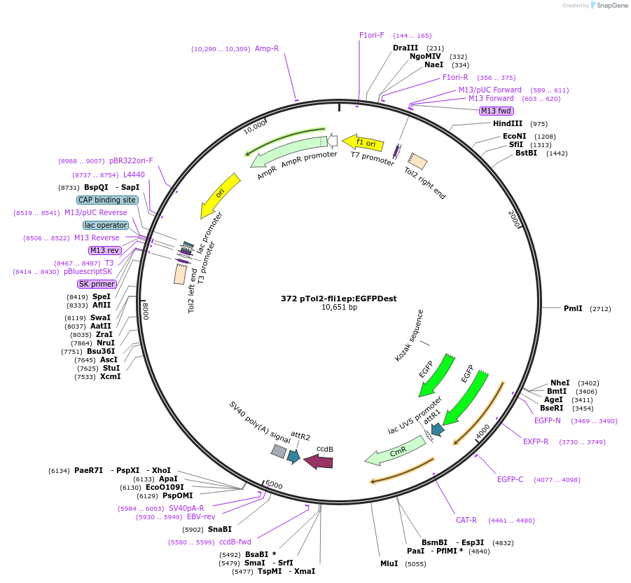 73491-plasmid-map-sequence-id-139452
