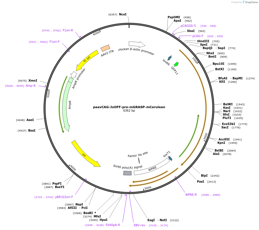 51900-plasmid-map-sequence-id-139457