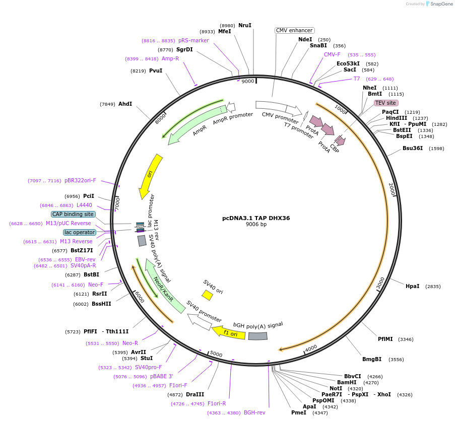 53547-plasmid-map-sequence-id-139459