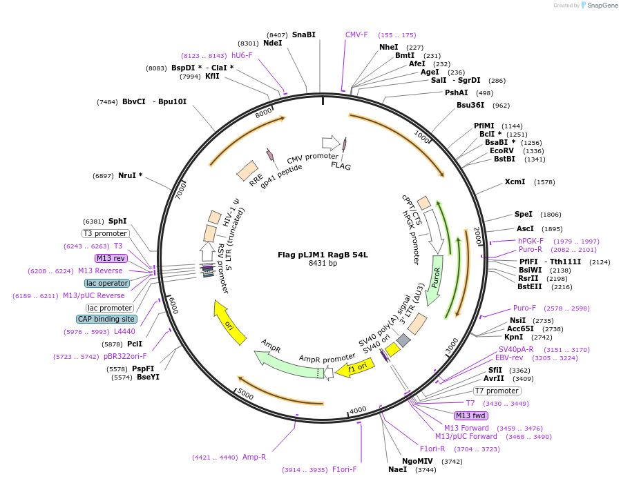 19314-plasmid-map-sequence-id-139461