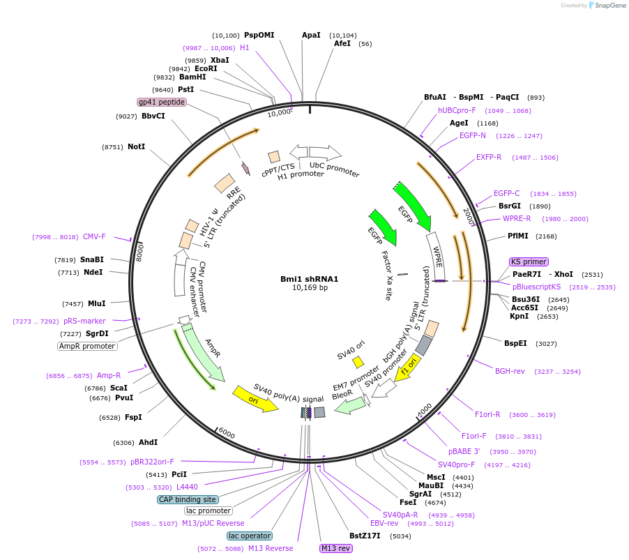 21576-plasmid-map-sequence-id-139473