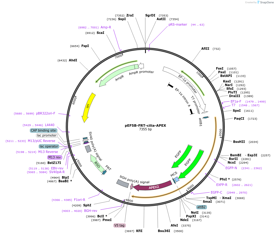 73186-plasmid-map-sequence-id-139533