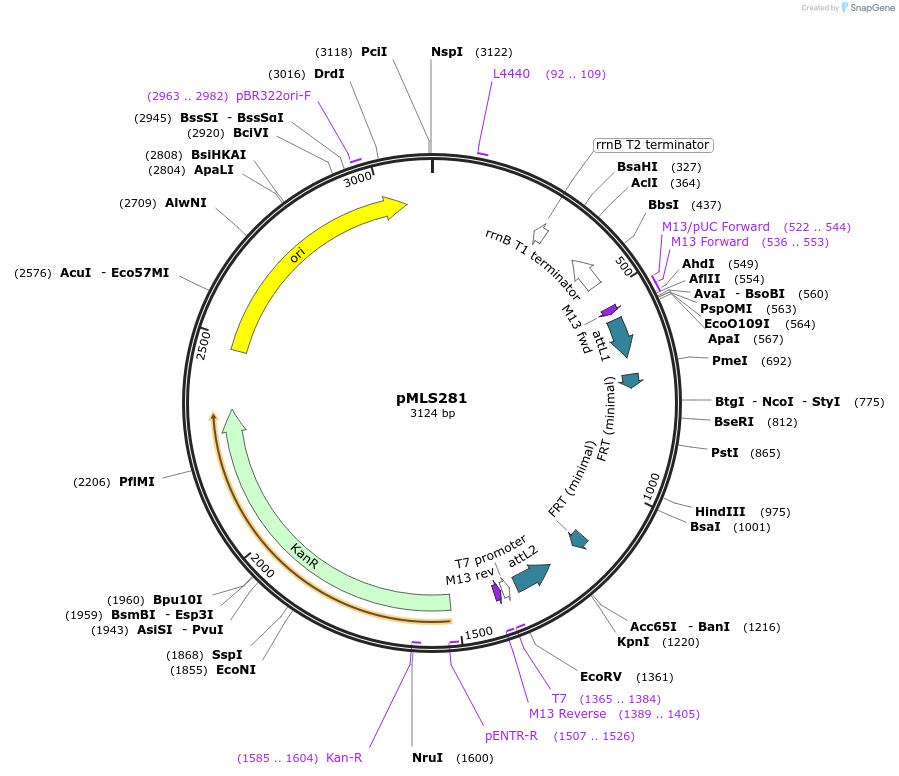 73732-plasmid-map-sequence-id-139587