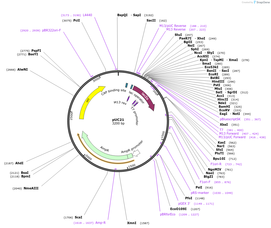 49787-plasmid-map-sequence-id-139618
