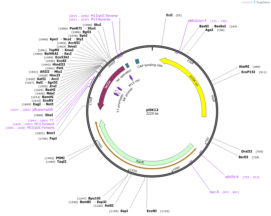 49789-plasmid-map-sequence-id-139621