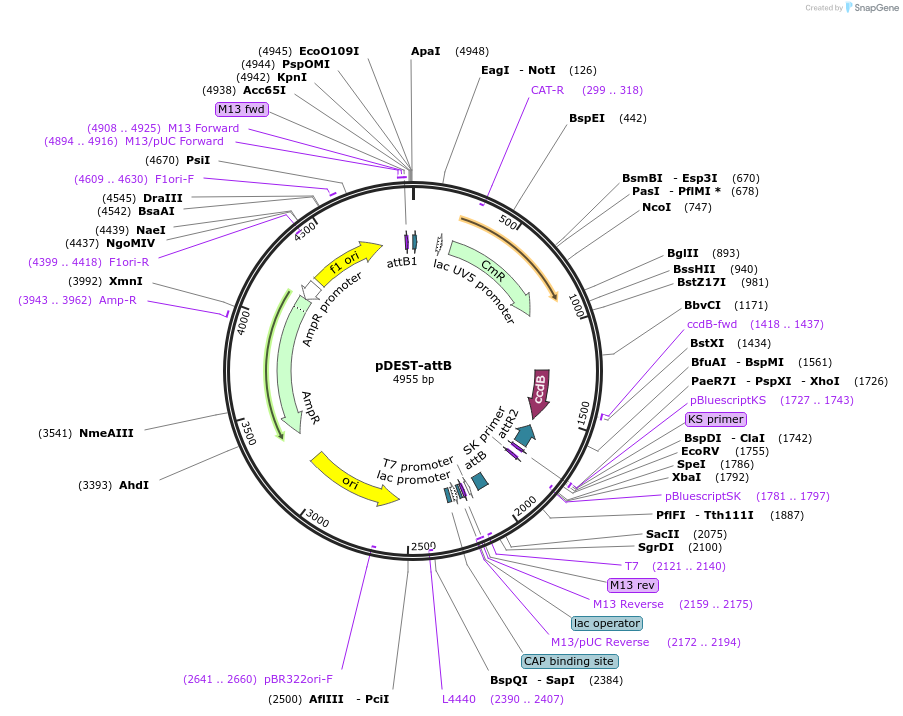 30325-plasmid-map-sequence-id-13966