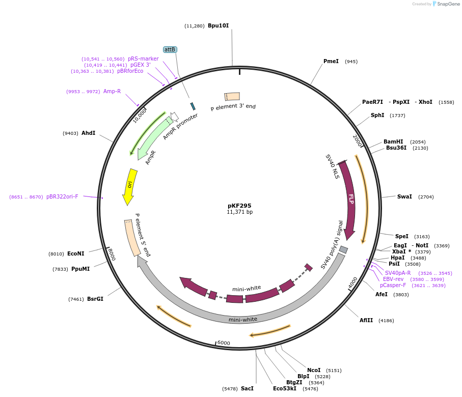 72871-plasmid-map-sequence-id-139715