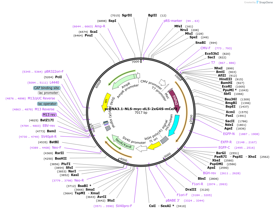 73205-plasmid-map-sequence-id-139718