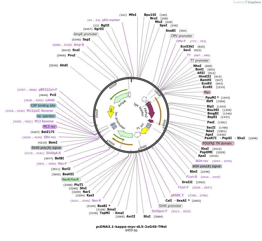 73206-plasmid-map-sequence-id-139721