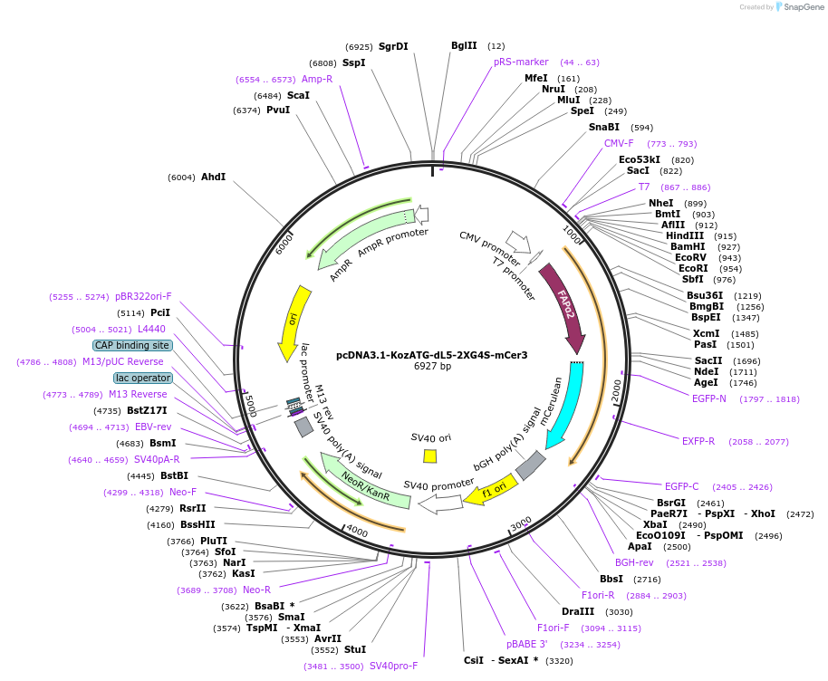 73207-plasmid-map-sequence-id-139724