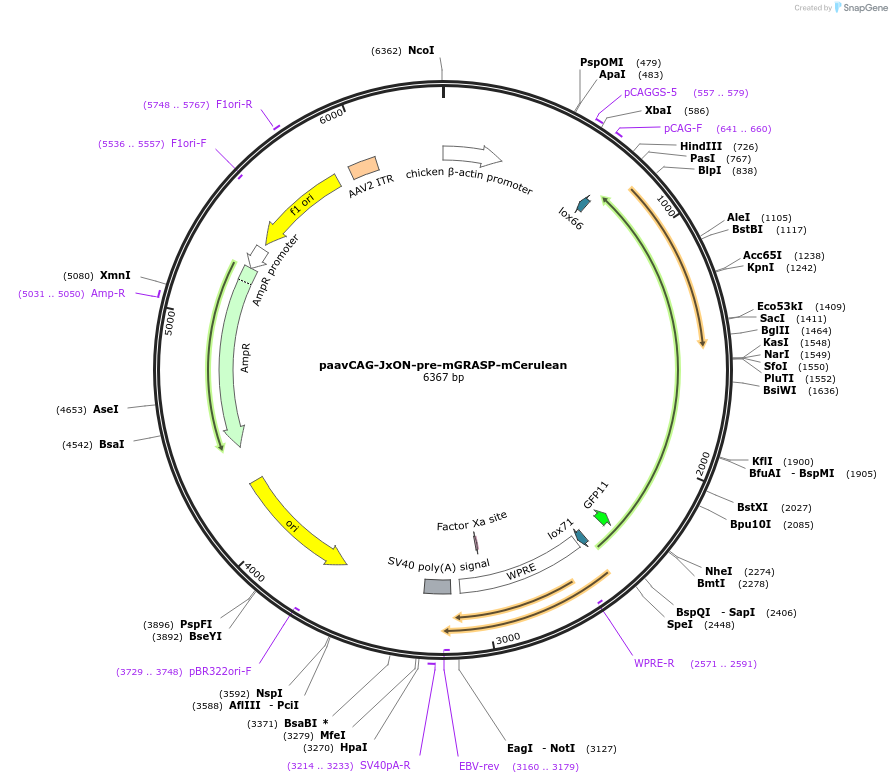 51903-plasmid-map-sequence-id-139732