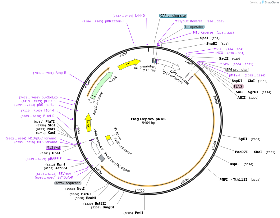 46340-plasmid-map-sequence-id-139737