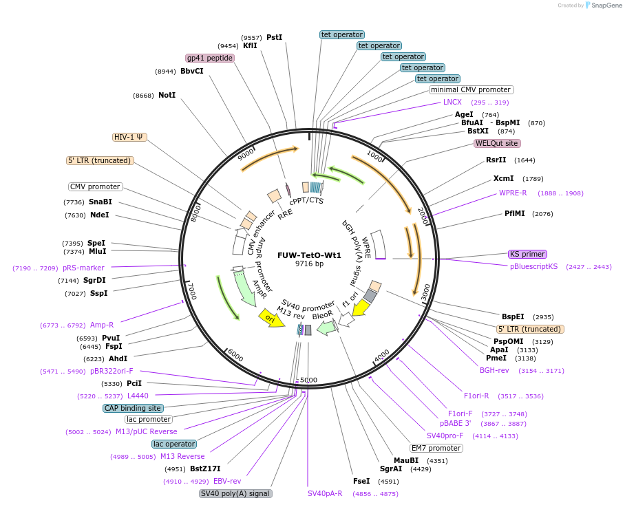 41082-plasmid-map-sequence-id-139738