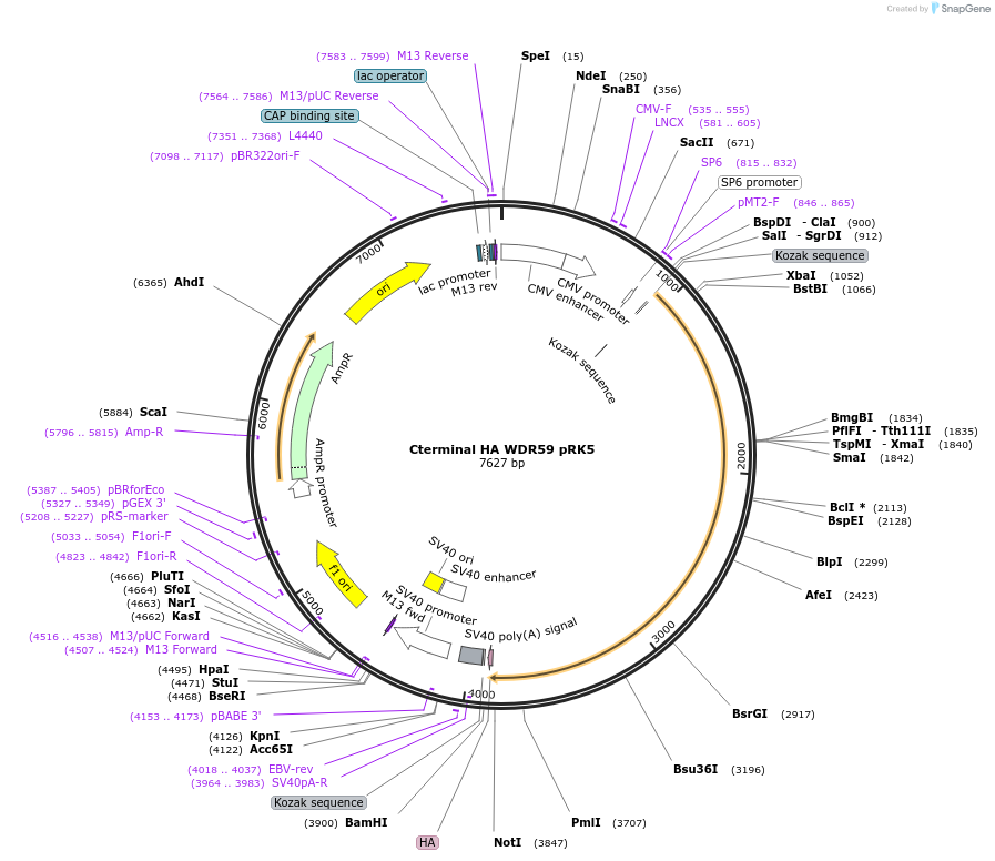 46328-plasmid-map-sequence-id-139747