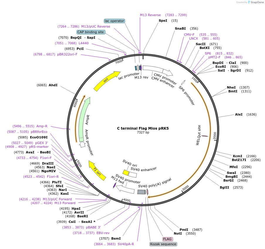46326-plasmid-map-sequence-id-139748