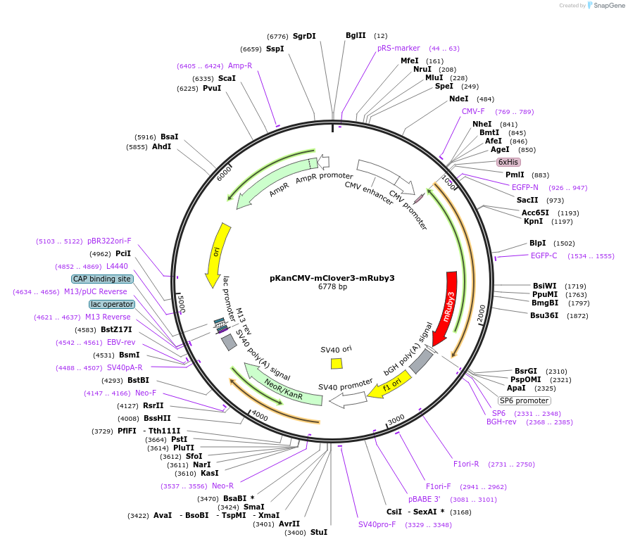 74252-plasmid-map-sequence-id-139751