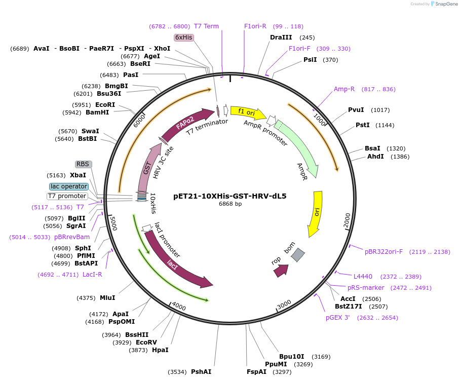 73214-plasmid-map-sequence-id-139753