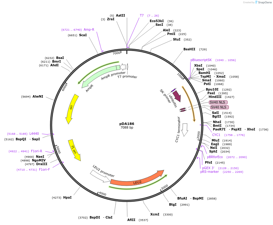74250-plasmid-map-sequence-id-139759