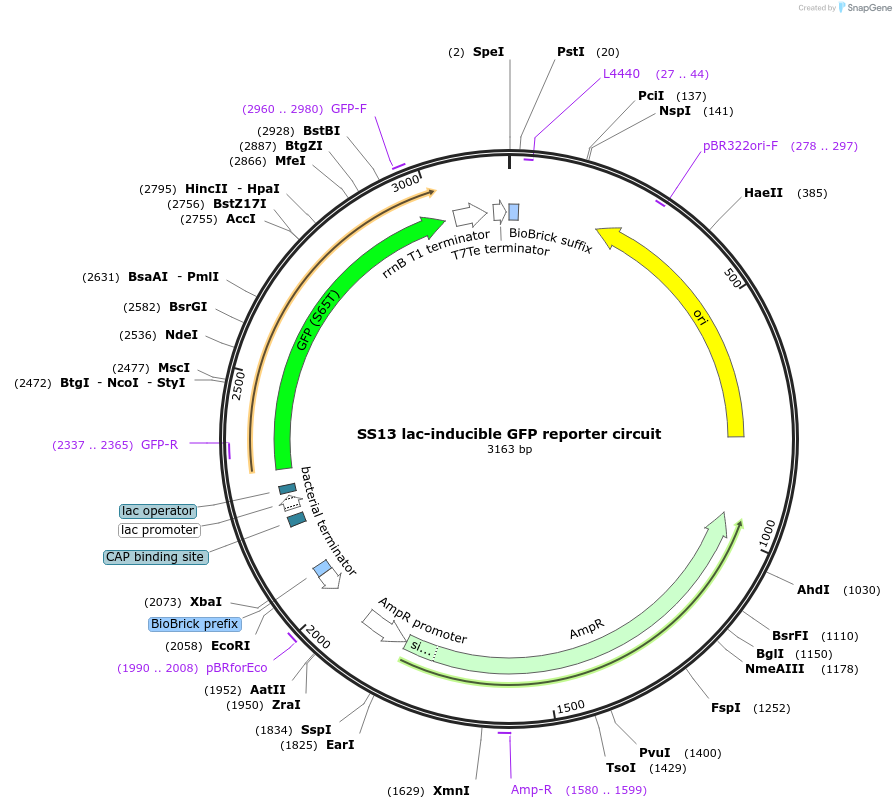 30336-plasmid-map-sequence-id-13976