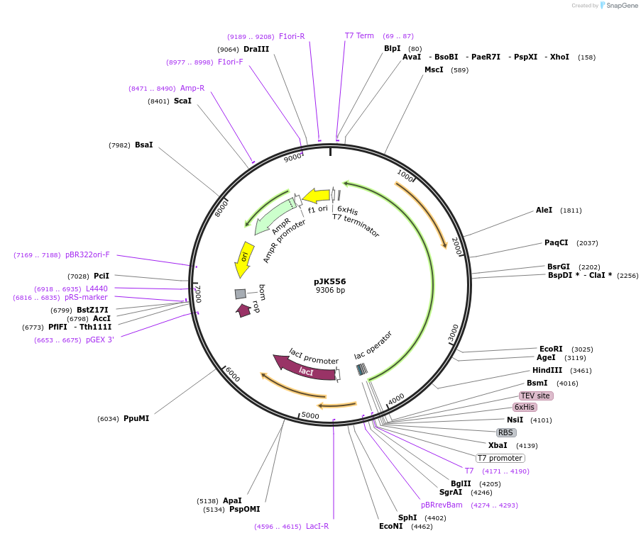 74277-plasmid-map-sequence-id-139780