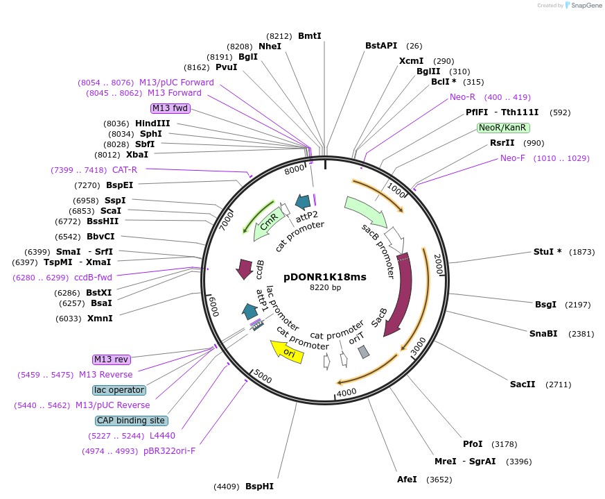 72644-plasmid-map-sequence-id-139806