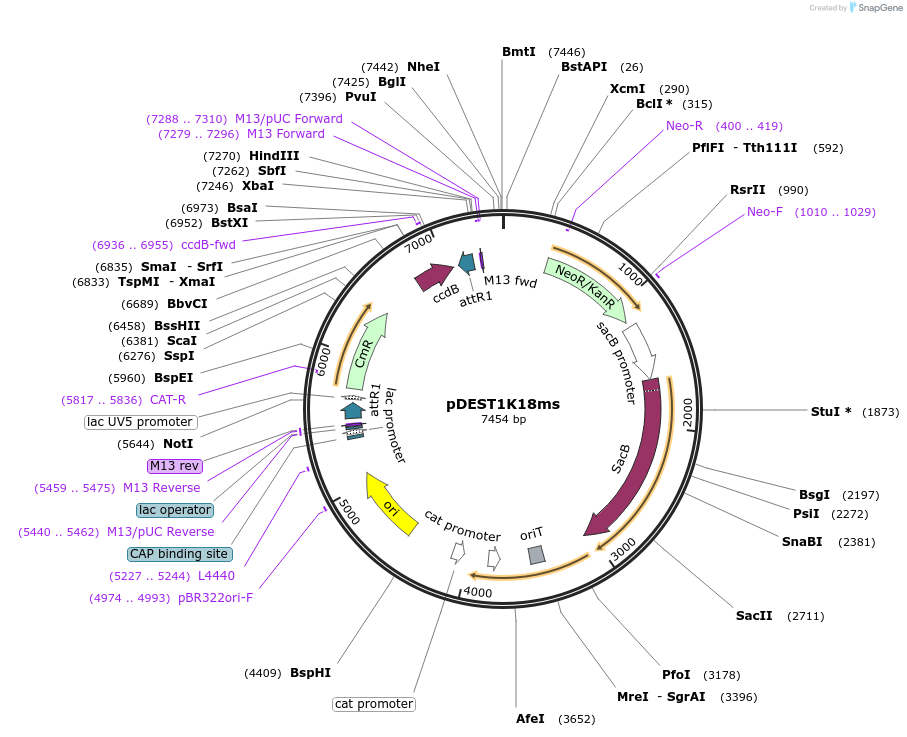 72646-plasmid-map-sequence-id-139808