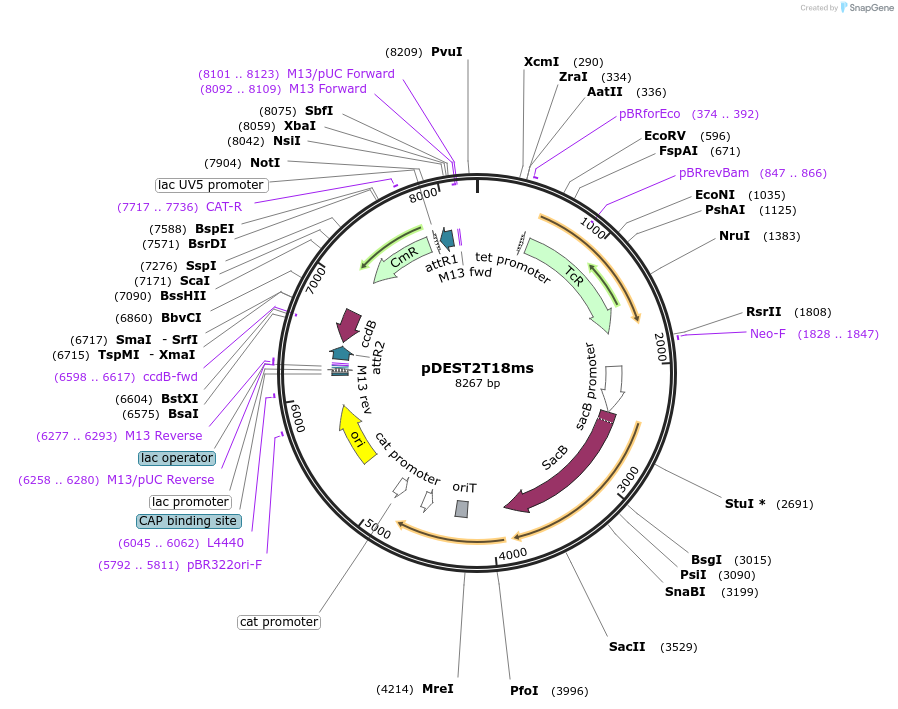 72647-plasmid-map-sequence-id-139809