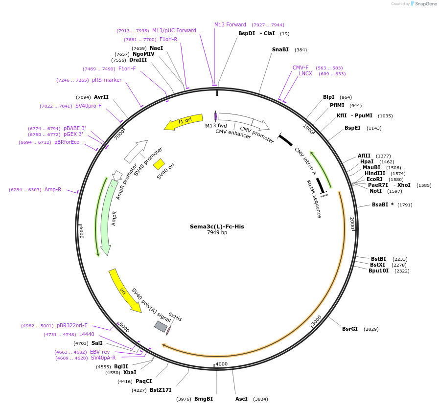 72141-plasmid-map-sequence-id-139864