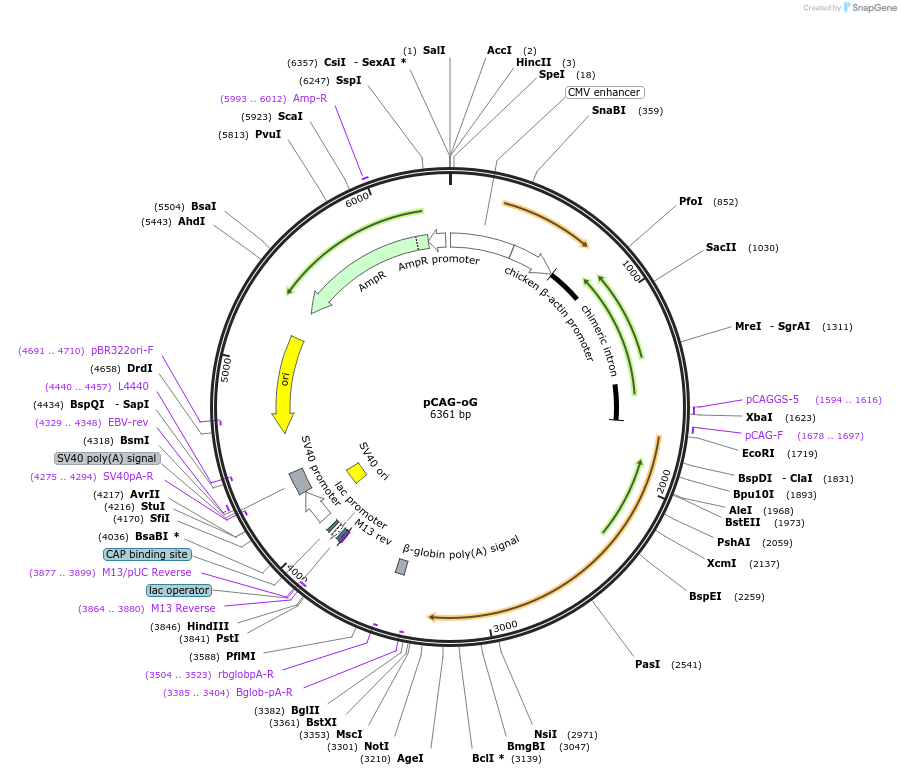 74288-plasmid-map-sequence-id-139895