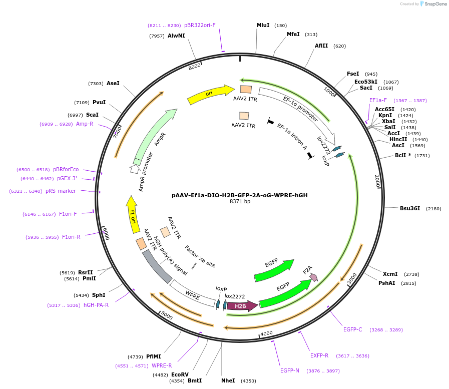 74289-plasmid-map-sequence-id-139901