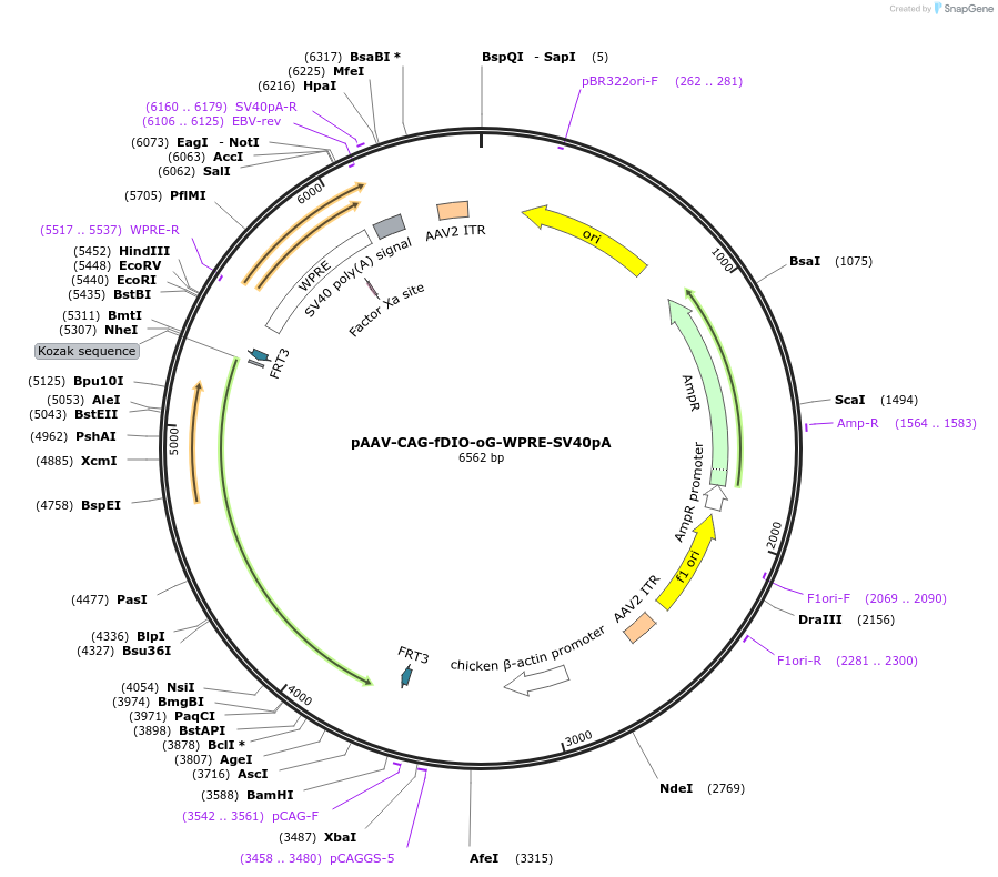 74291-plasmid-map-sequence-id-139908