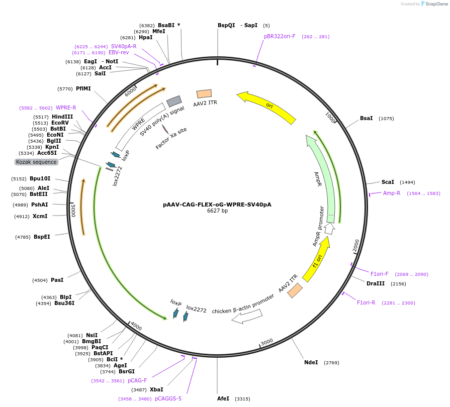 74292-plasmid-map-sequence-id-139912