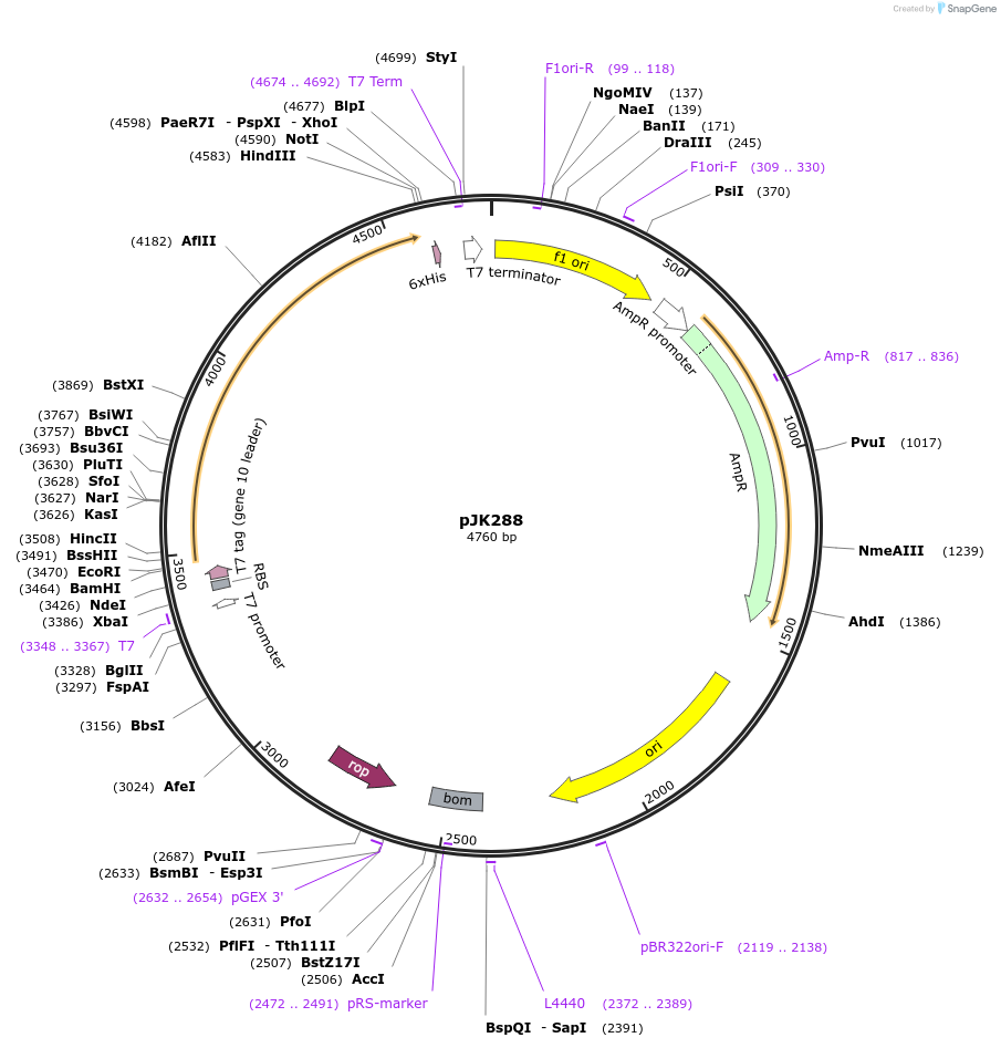 71552-plasmid-map-sequence-id-139942