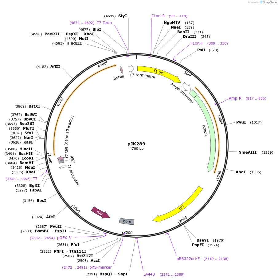 71553-plasmid-map-sequence-id-139945