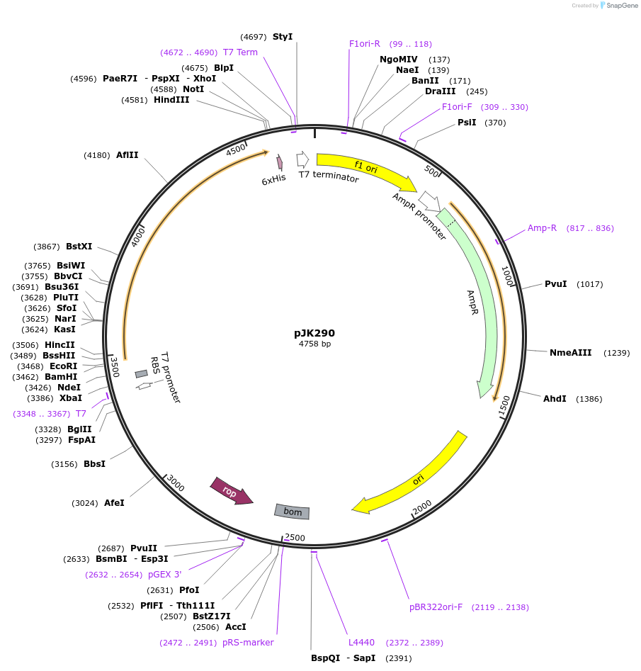 71554-plasmid-map-sequence-id-139946