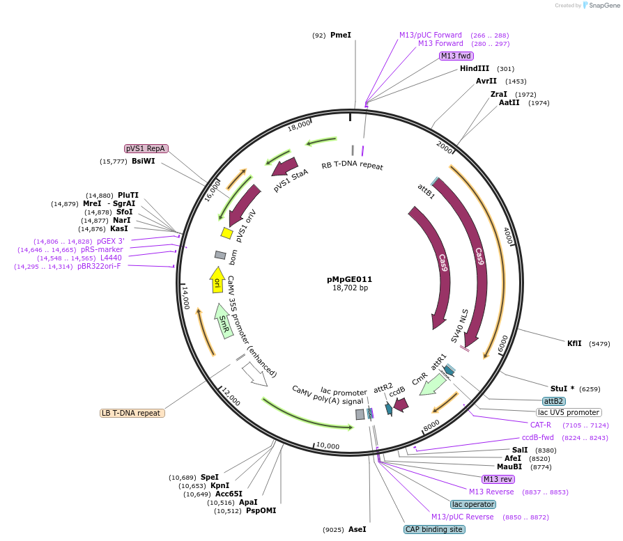 71537-plasmid-map-sequence-id-140022