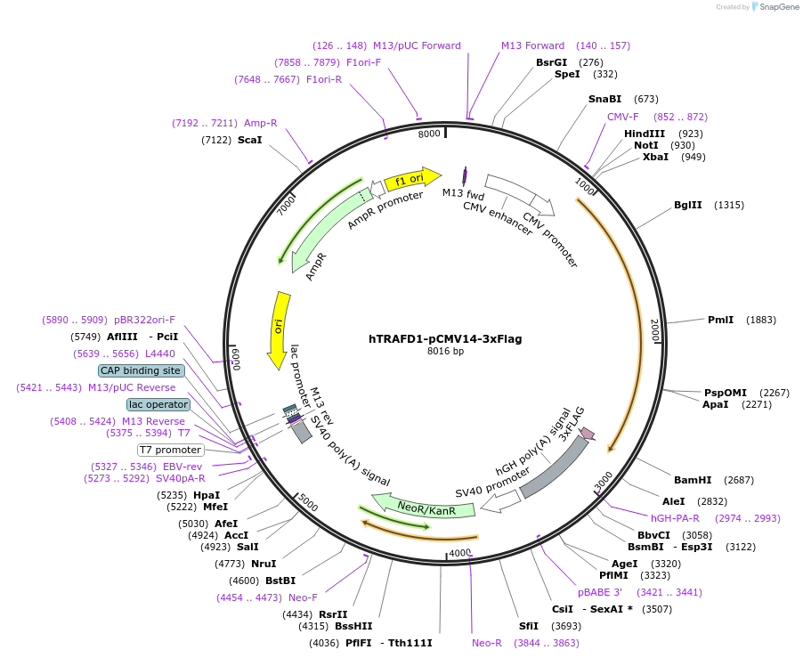 73587-plasmid-map-sequence-id-140065