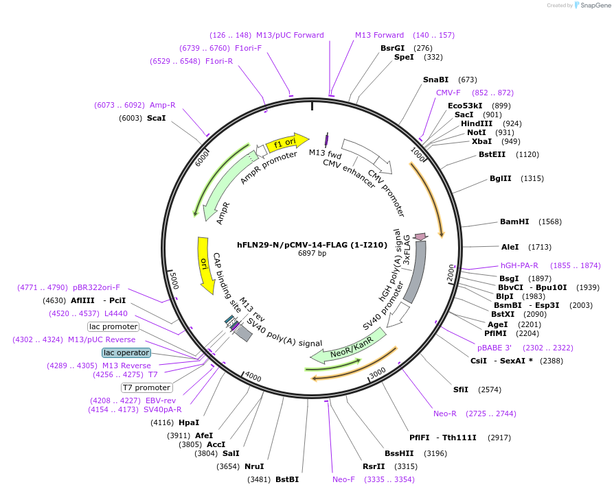 73588-plasmid-map-sequence-id-140072