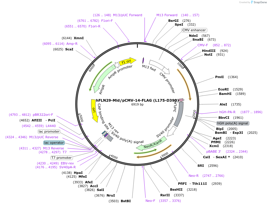 73589-plasmid-map-sequence-id-140079
