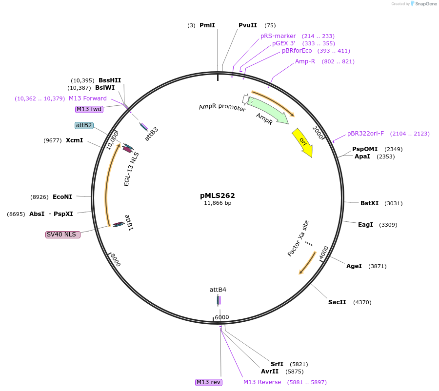 73718-plasmid-map-sequence-id-140081